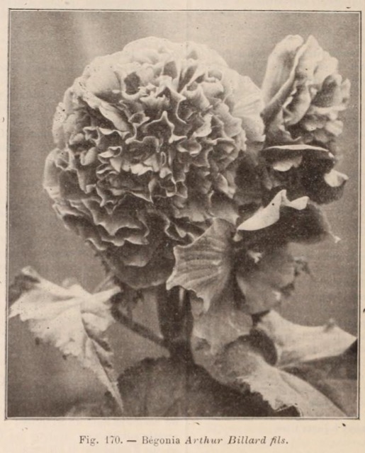 B. ‘Arthur Billard’